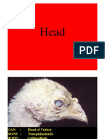 Head Poultry+Diseases
