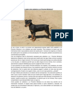 Adiestrar a Un Pinscher Miniatura