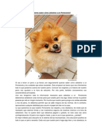 Adiestrar a Un Pomerania