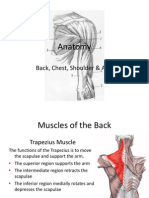 Muscles of The Back Chest Shoulder and Arm