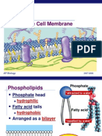 Ap Cell Membrane