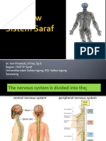Overview Sistem Saraf