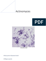 Actinomyces & Nocardia