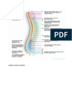 Lumbar & Sacral Vertebrae