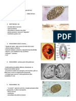 Fasciola Hepatica2