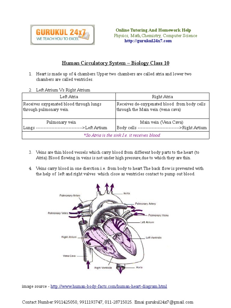 Human Circulatory System - CBSE Class 10 | Circulatory System | Vein