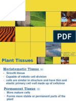Plant Tissues and Organs