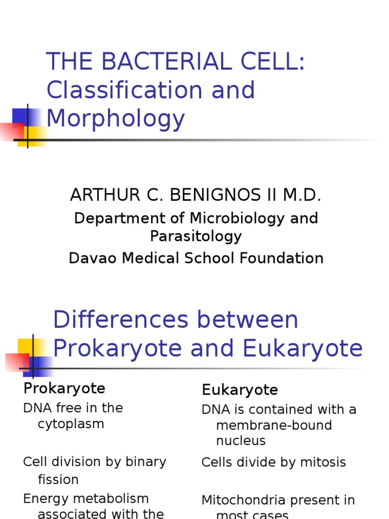 Bacterial Cell Classification & Morphology | PDF | Cell (Biology ...