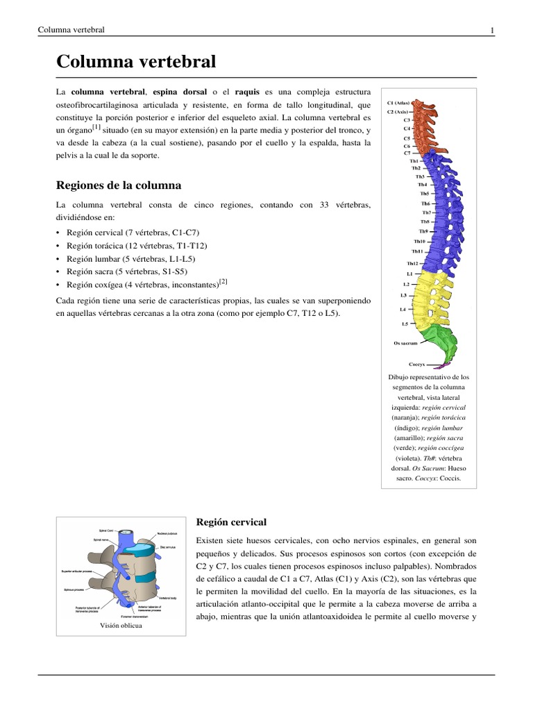 Estructura y Funciones de la Columna Vertebral | PDF | La columna ...