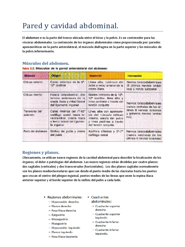 Pared y Cavidad Abdominal | PDF | Abdomen | Intestino grueso