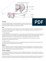 Sistema reproductor masculino