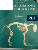 Anatomia Clinica a Cainelui Si Pisicii