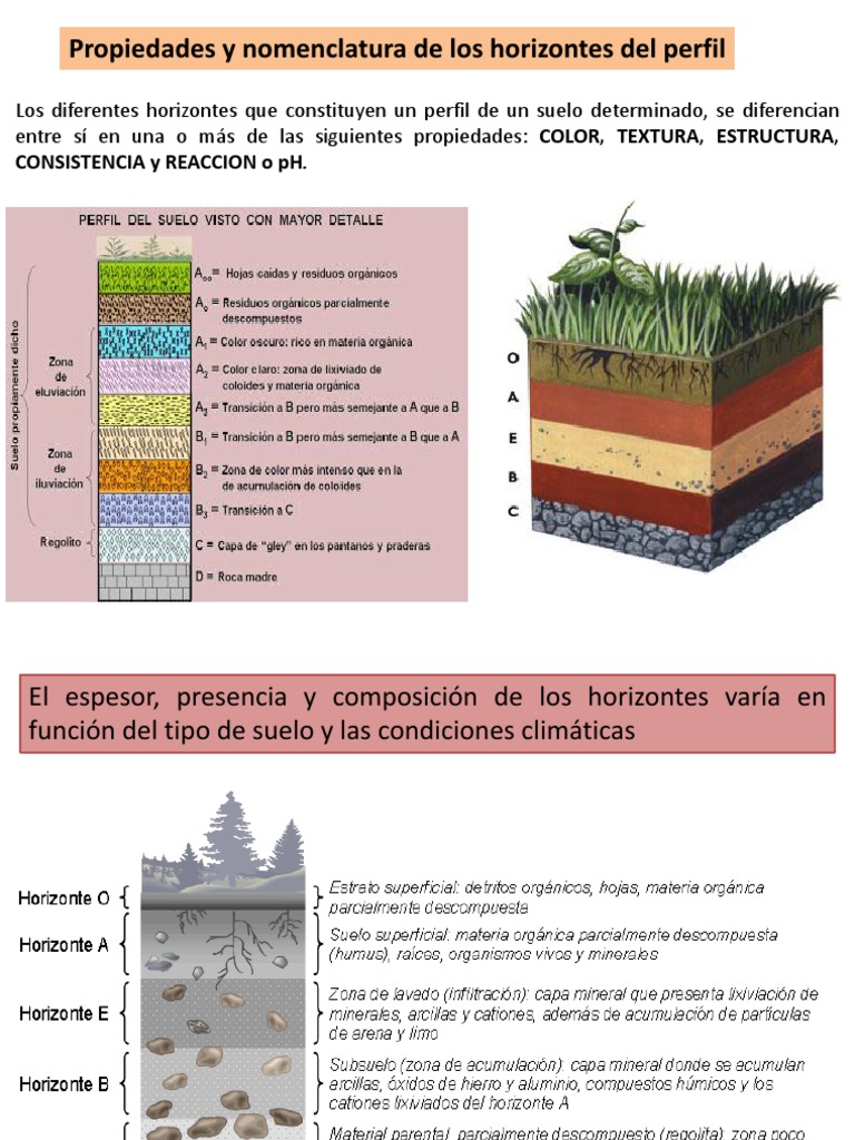 Suelos Horizontes y Transiciones Taxonomía (biología) Suelo