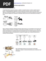 roteiro cardiorespiratorio