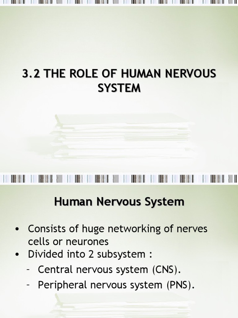 Overview of the Human Nervous System | PDF | Chemical Synapse | Nerve