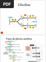 glicolise-1