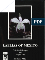 Orquidea (Mex) 15