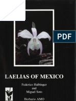 Mexico's Iconic Orchids: The Laelias