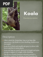 Koala Powerpoint