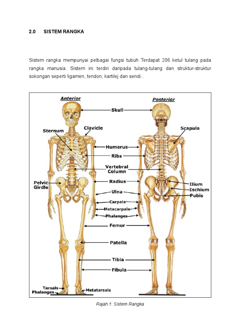 Sistem Rangka Sistem Rangka