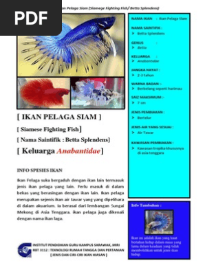 Keluarga Anabantidae Ikan Belaga Siam Pdf