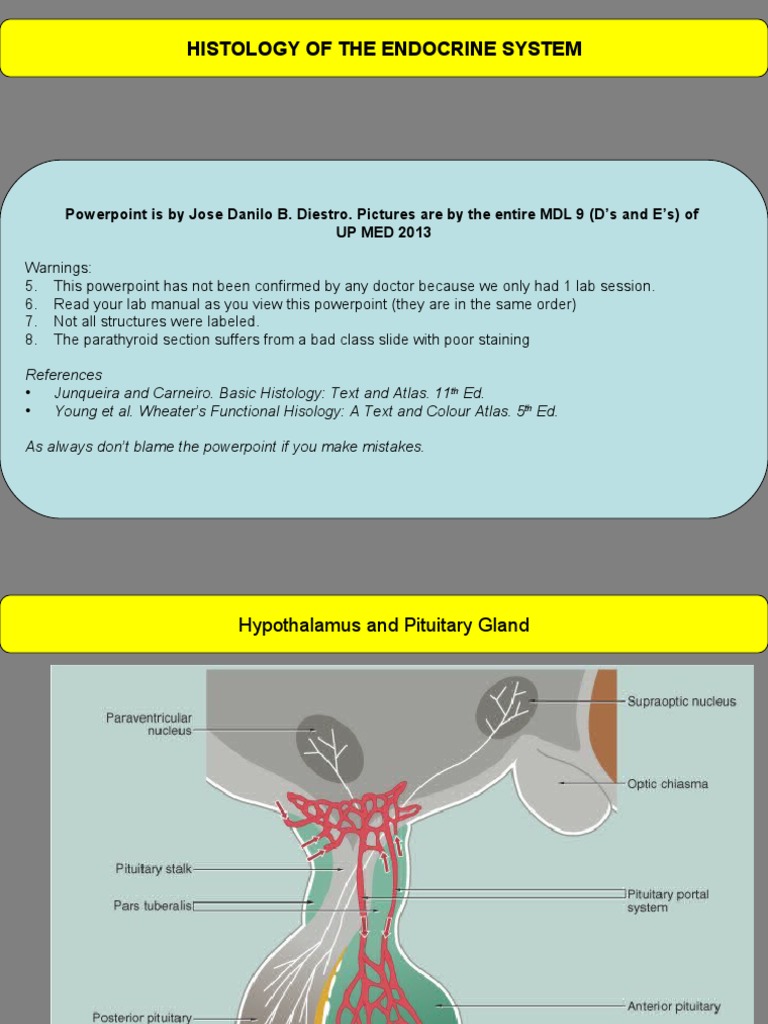 Endocrine Histology Pdf Pituitary Gland Adrenal Gland