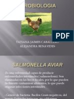 Salmonella Aviar