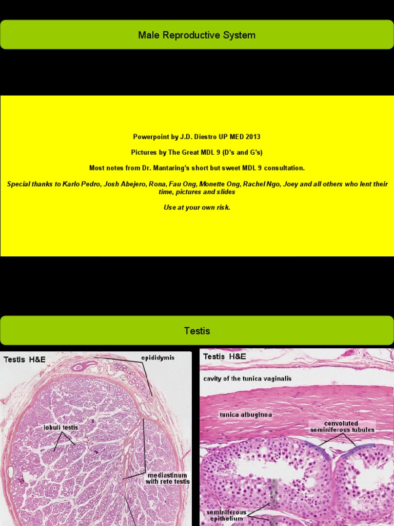 Histology Male Reproductive | PDF | Testicle | Mammal Reproductive System