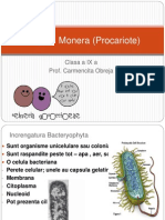 Regnul Monera (Procariote)