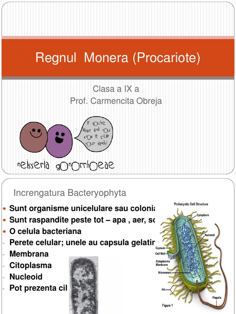 Regnul Monera (Procariote) | PDF