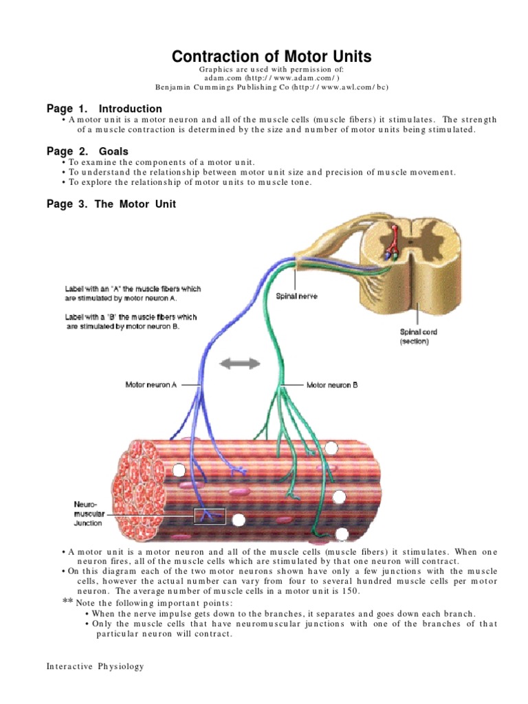 Contraction Motor Units Muscle Contraction Motor Neuron