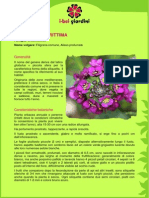 LobulariaMarittima PDF