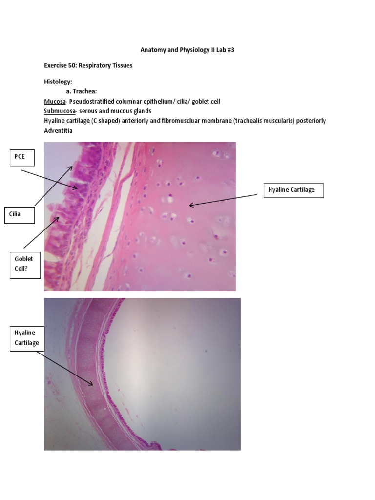 Anatomy visual data 6
