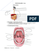 Fisa de Eval. - Sis Dig.-Cav. Buc.