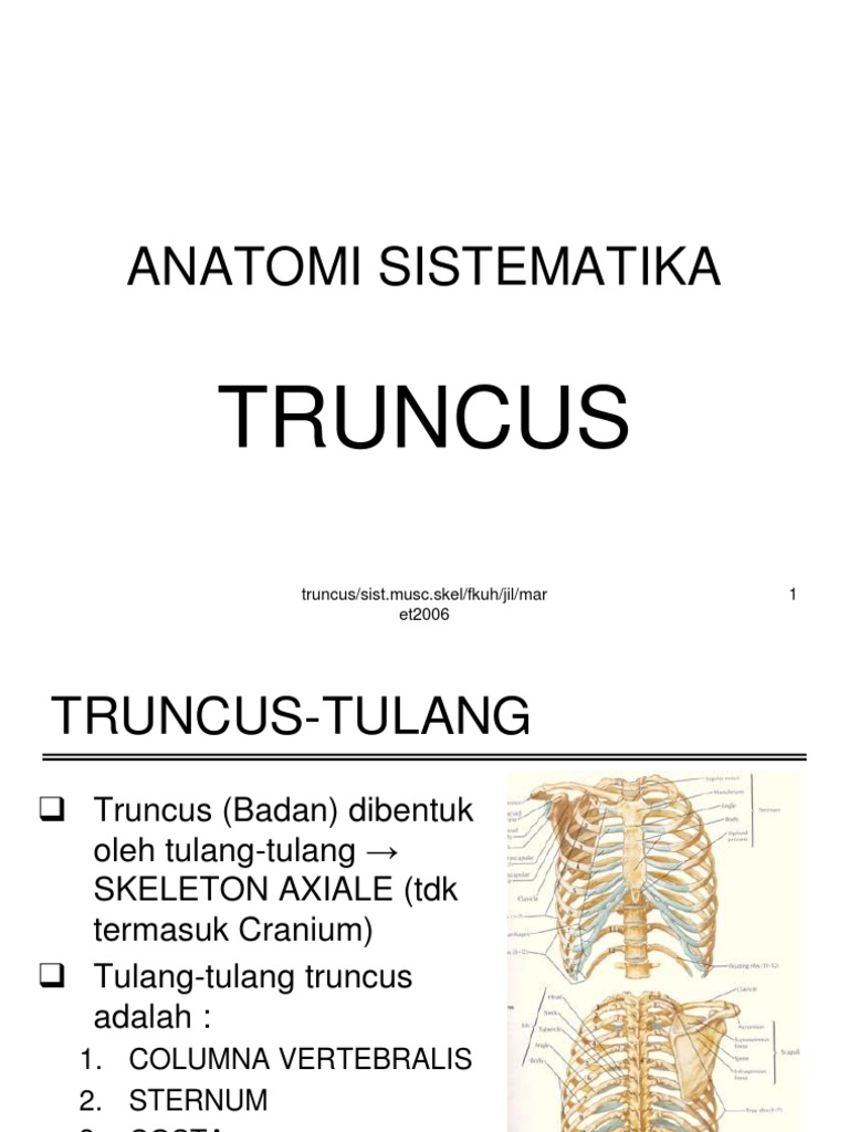 Anatomi dan Fisiologi Truncus Manusia | PDF