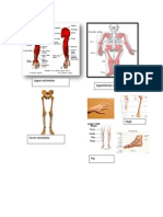 Upper Extrimities Appendicular Skeleton