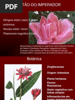 2_-_Bastao-do-imperador - Cópia