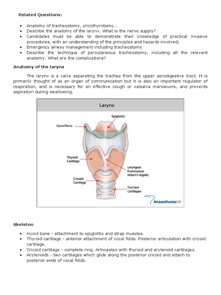 Anatomy of Tracheostomy | Larynx | Human Anatomy
