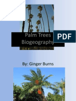 Ginger - Arecaceae (3)