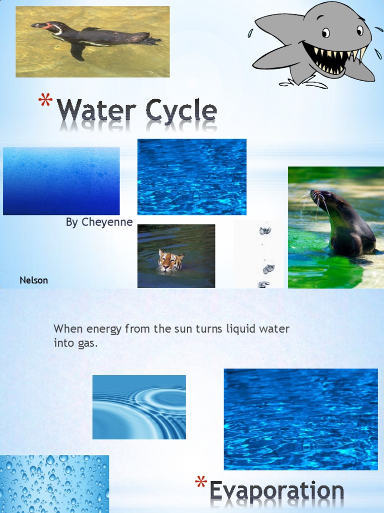 Understanding the Water Cycle Basics | PDF