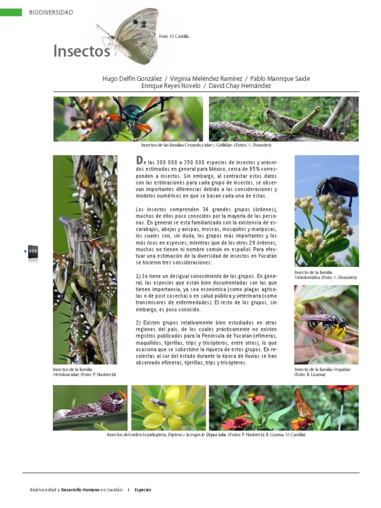 Insectos de Yucatán | PDF