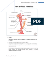 Arteria Carotida Primitiva