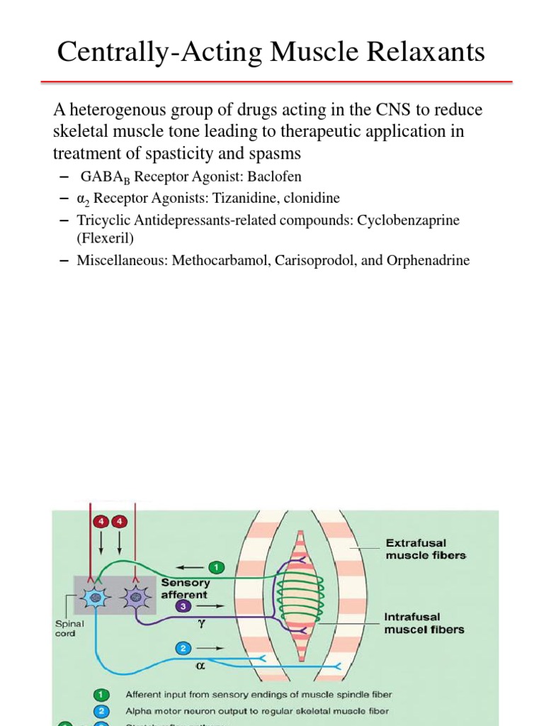 Mechanisms of Centrally Acting Muscle Relaxants | PDF | Neuroscience ...