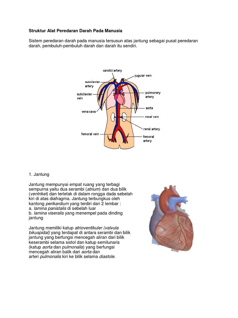 Struktur Alat Peredaran Darah Pada Manusia