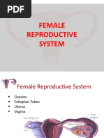 Female Reproductive System