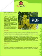 Mimosa PDF