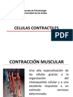 Celulas Contractiles Kin-1