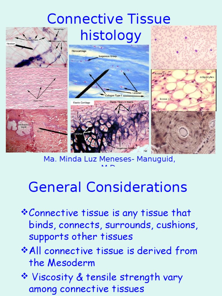 Connective Tissue Histology: Ma. Minda Luz Meneses-Manuguid, M.D | PDF ...