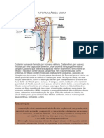 A Formação Da Urina