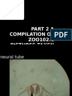 Pictorial Compilation of Tadpole Ontogeny Related Slides